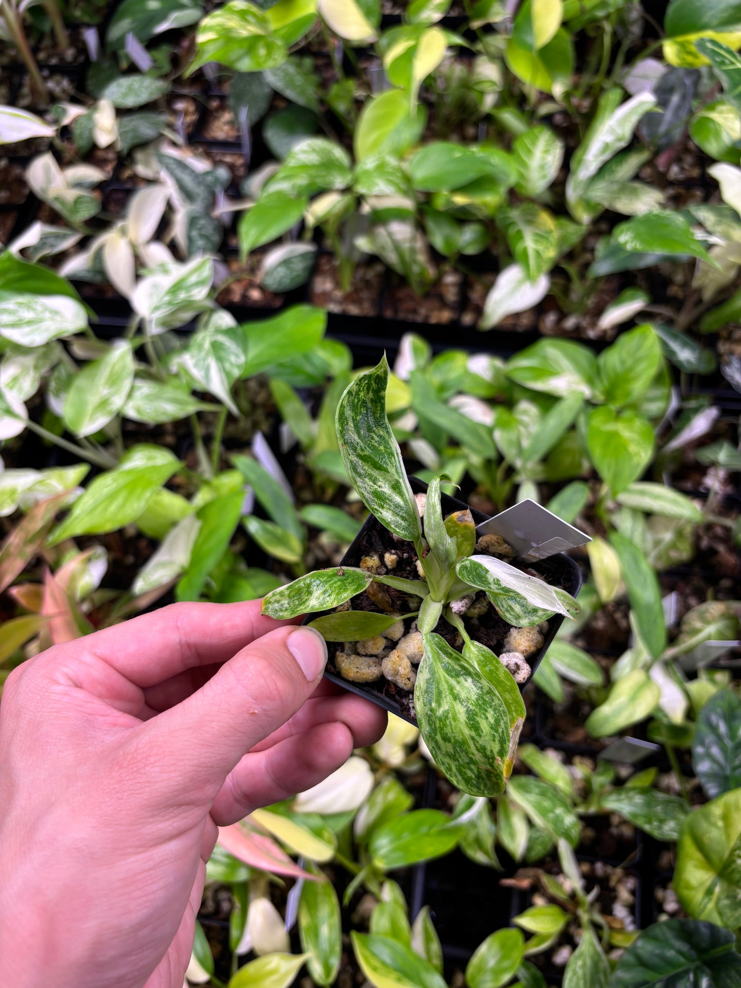 Philodendron Jose Buono Variegated 3” pot growers choice