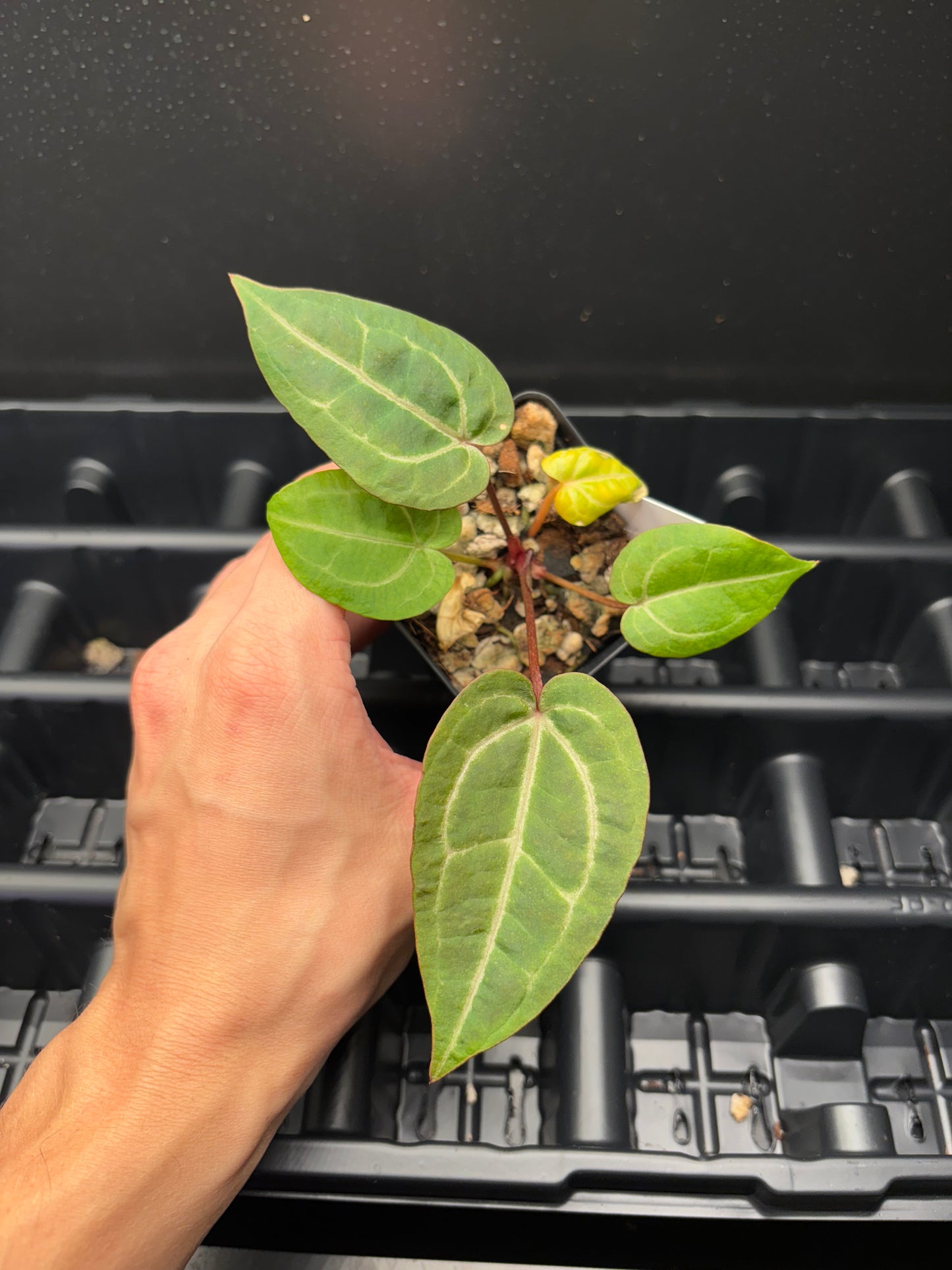 Anthurium Wonderboy x Michele hybrid 3” pot growers choice