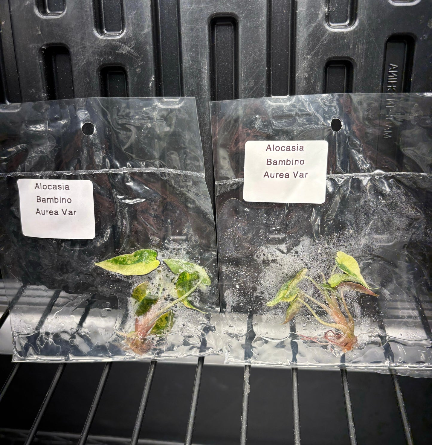 Alocasia bambino aurea variegated - ships in 3-4 weeks growers choice tissue culture rare