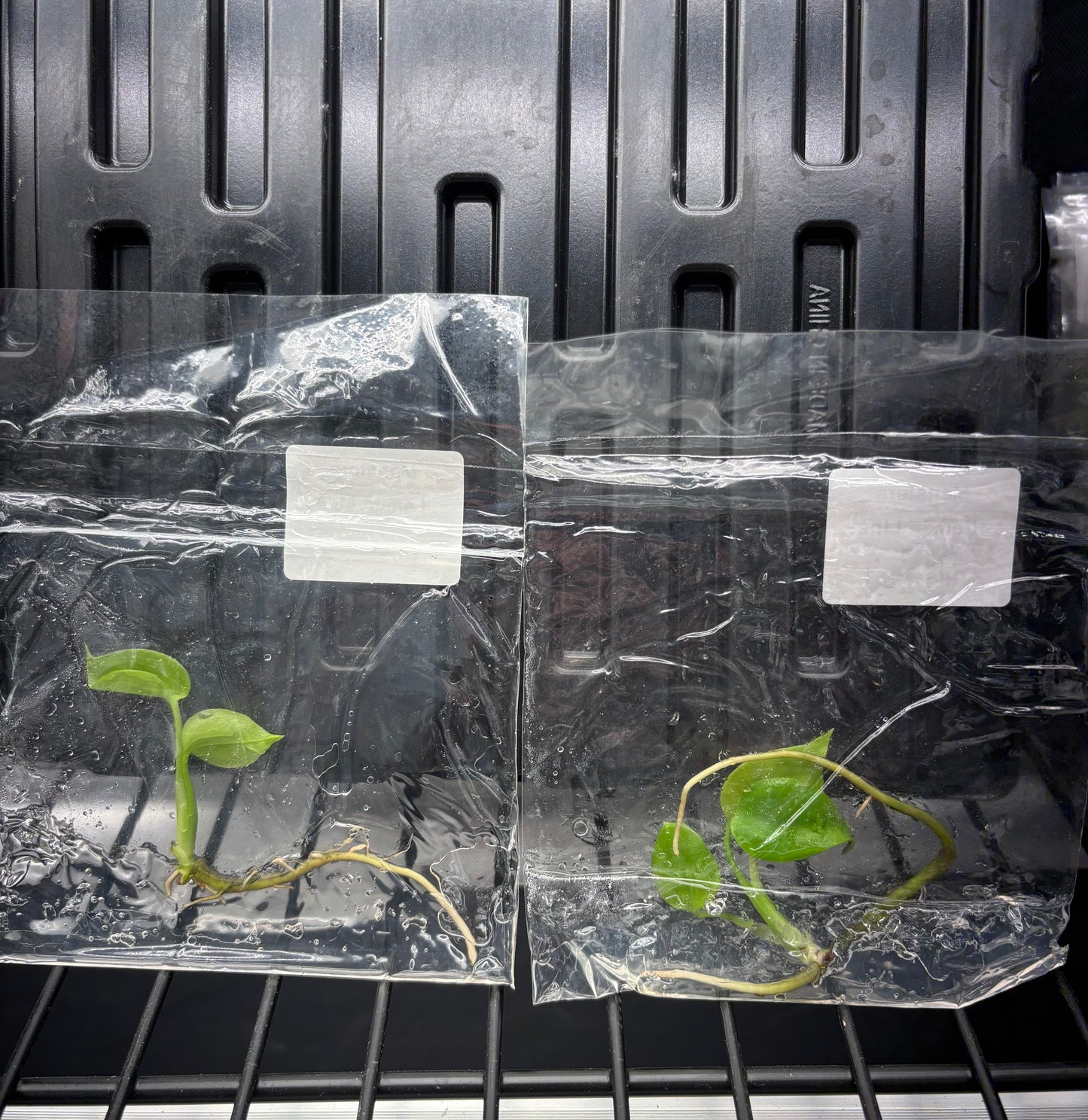 Monstera lemon lime (full yellow) - ships in 3-4 weeks growers choice rare tissue culture