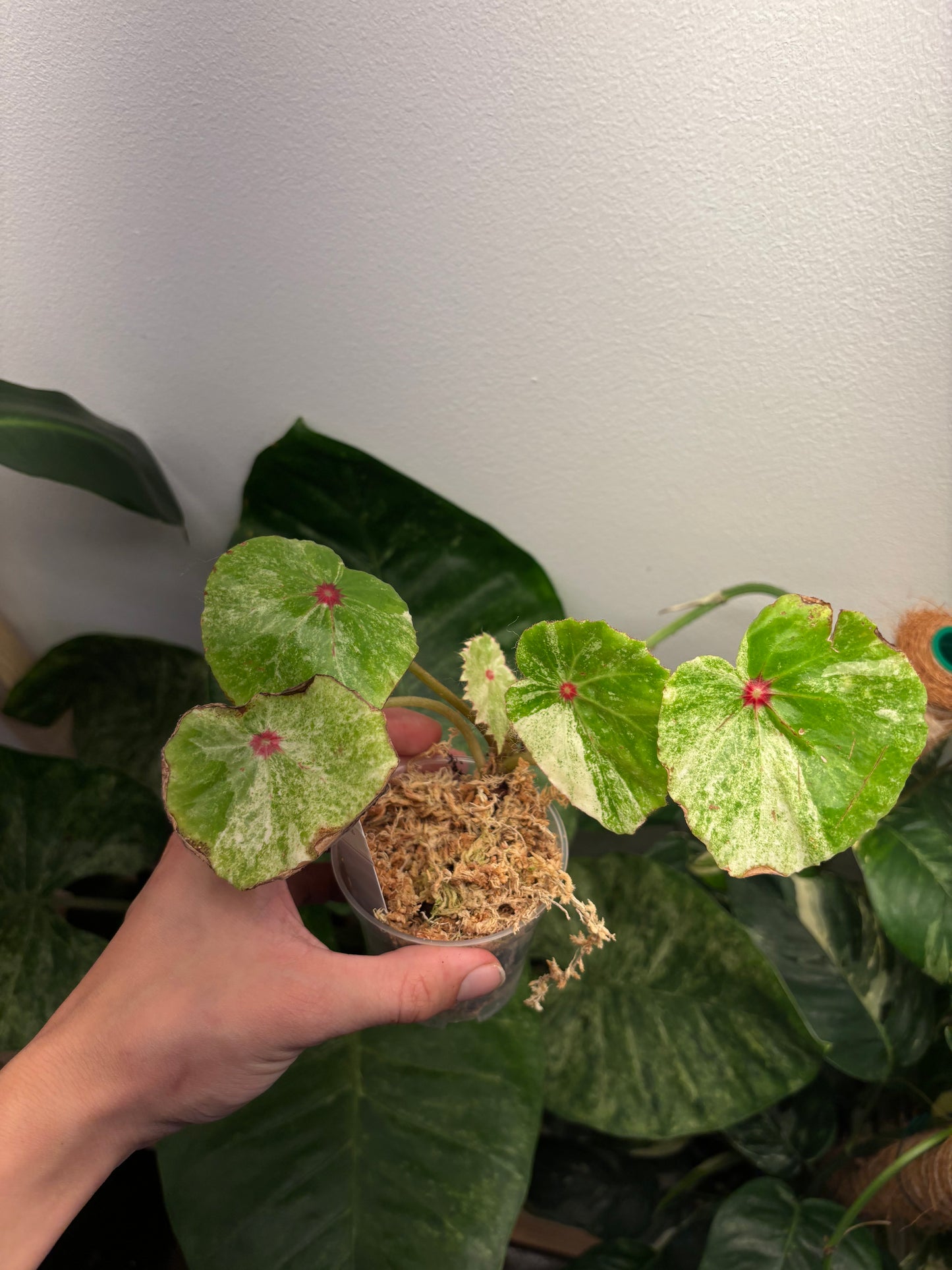Begonia Rouge Variegated 3” pot growers choice