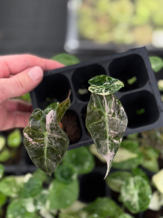 Alocasia Amazonica Polly pink variegated *starter plug growers choice