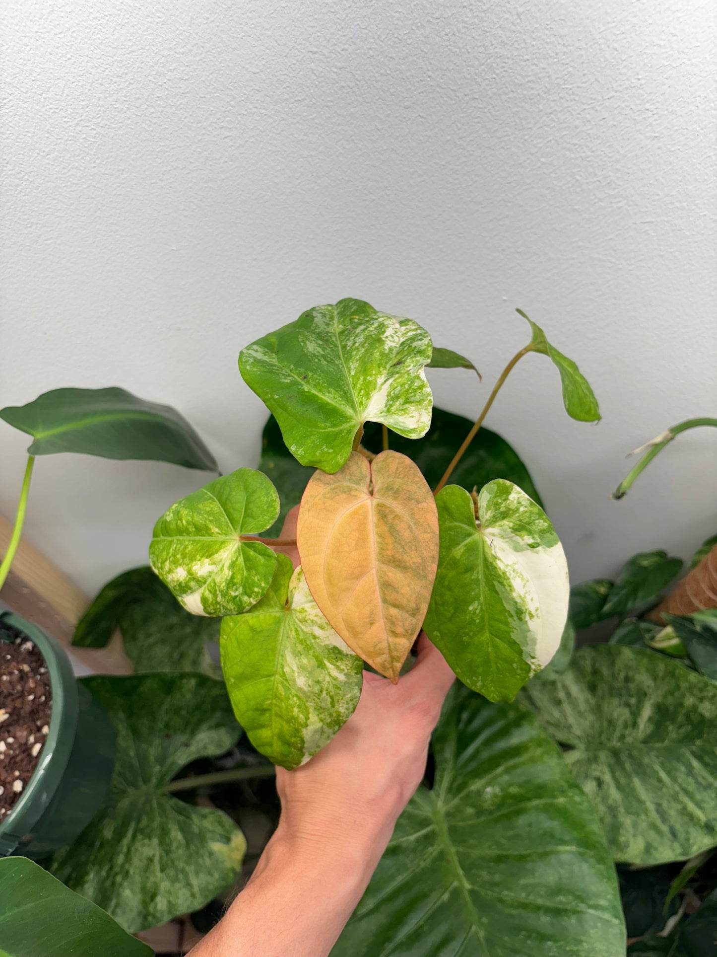 Anthurium papillilaminum x dressleri variegated 4” pot exact plant