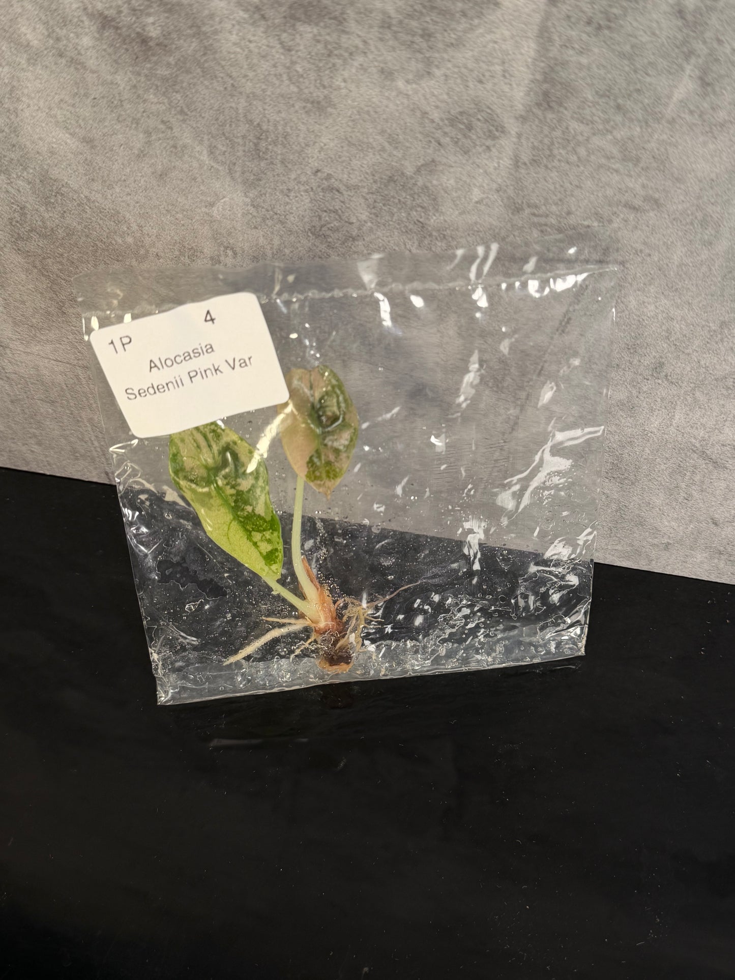 Alocasia Sendenii Pink - Growers choice tissue culture ships in 1-3 weeks