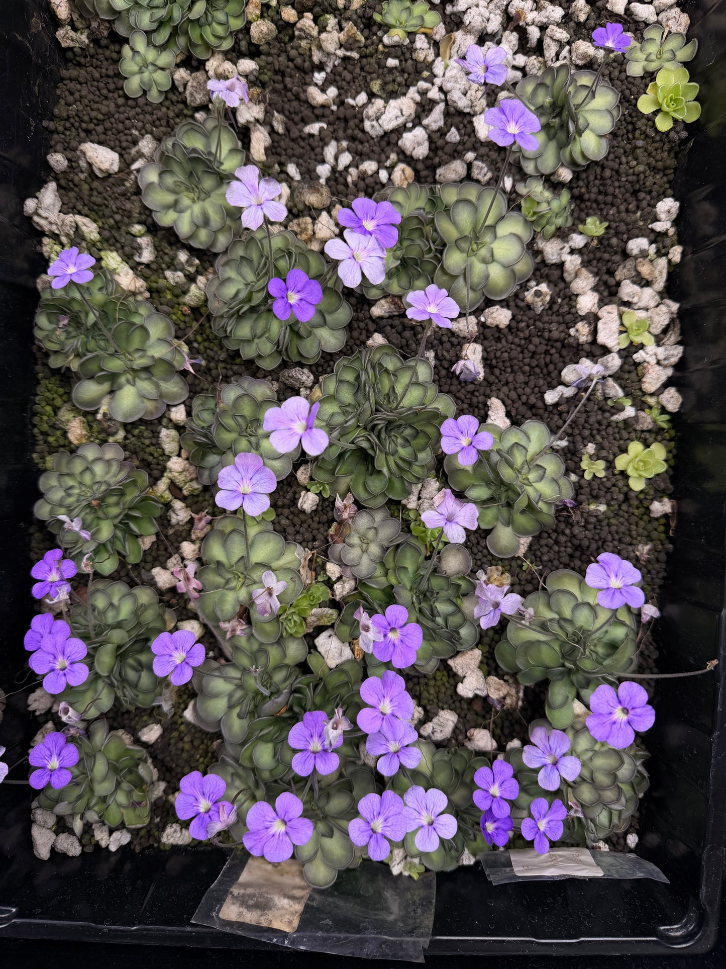 Pinguicula cyclosecta