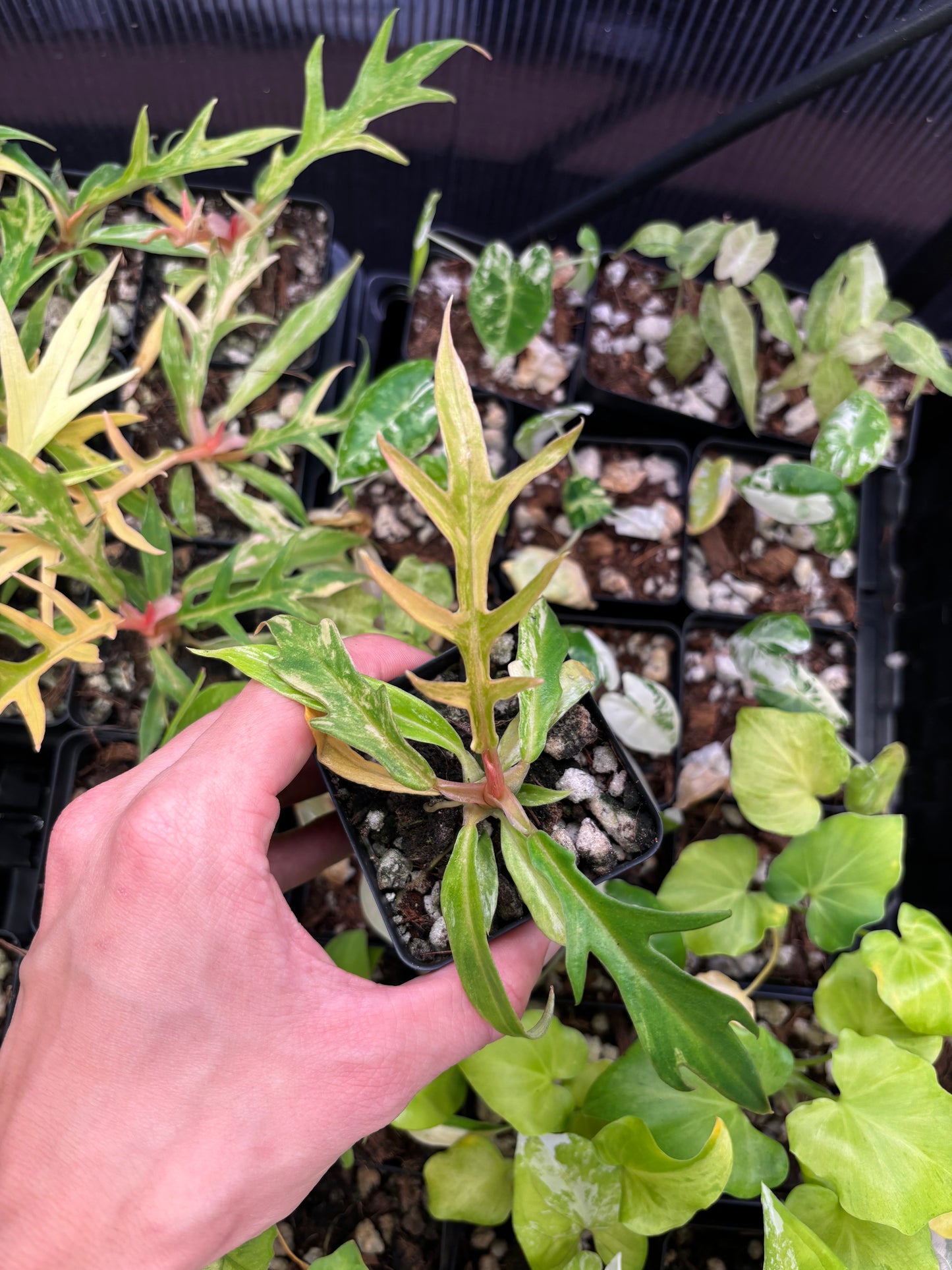 Philodendron Tortum Variegated 3” pot growers choice