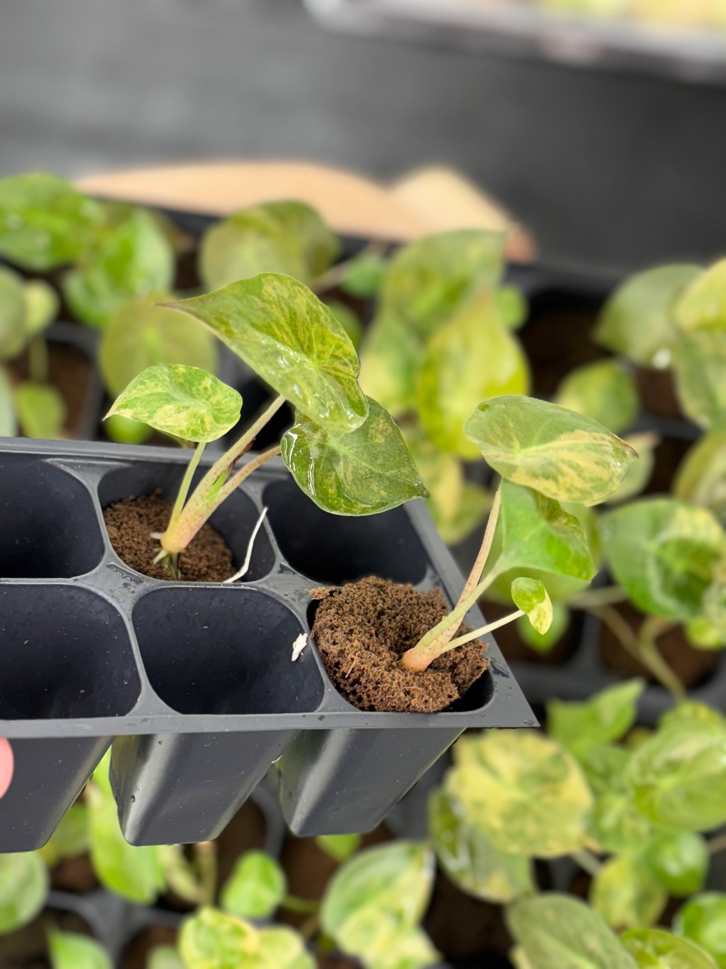 Alocasia wentii aurea sunset variegated *starter plug growers choice