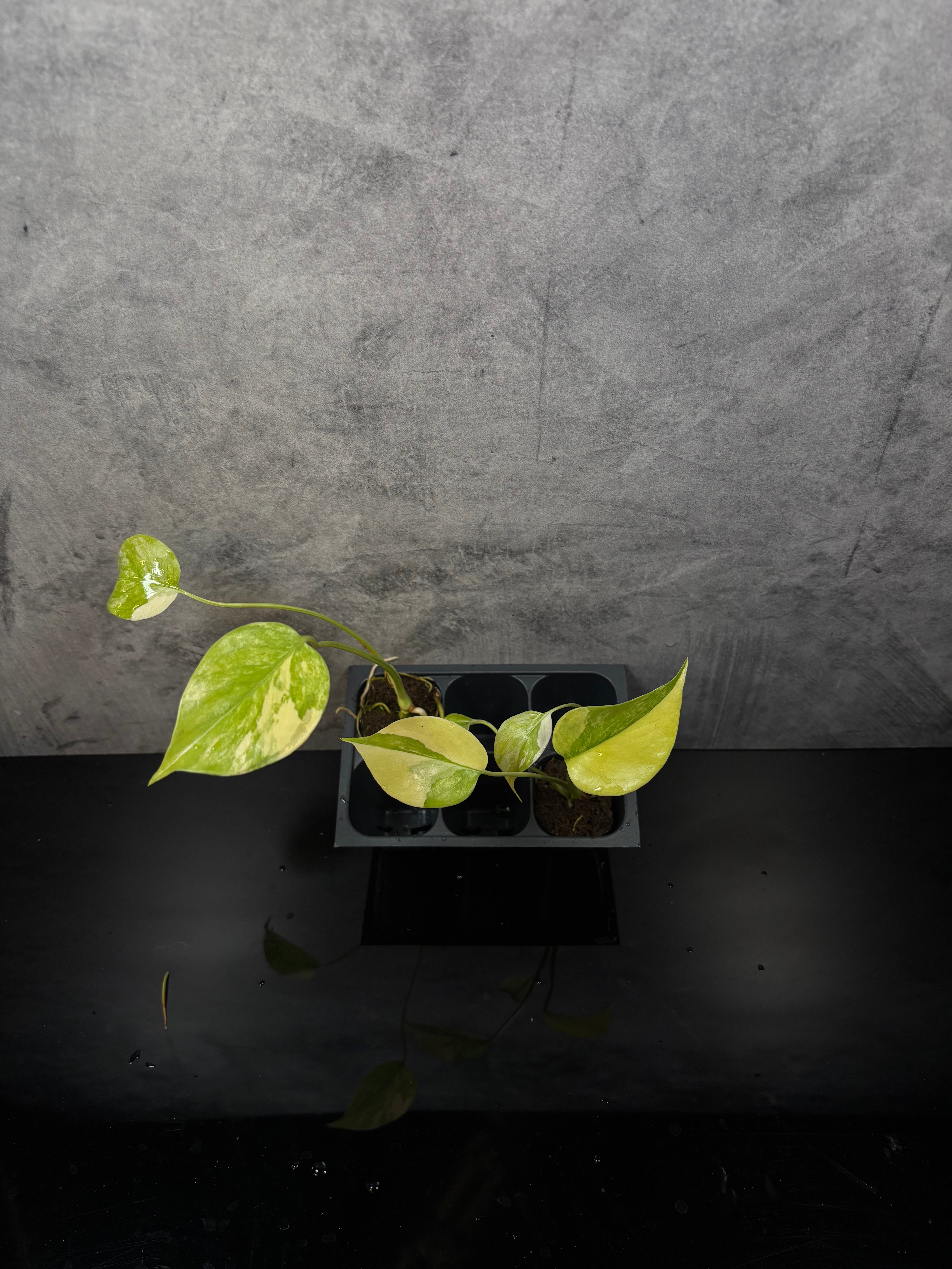 Monstera Aurea Large Form Aurea *starter plugs growers choice – Green Room  Exotics