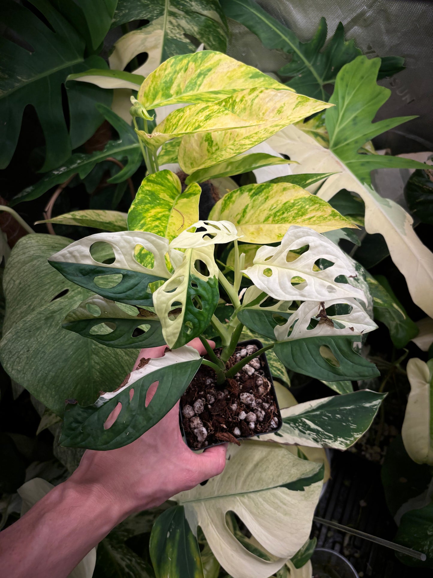 Monstera Adansonii Albo Variegated 4” pot growers choice