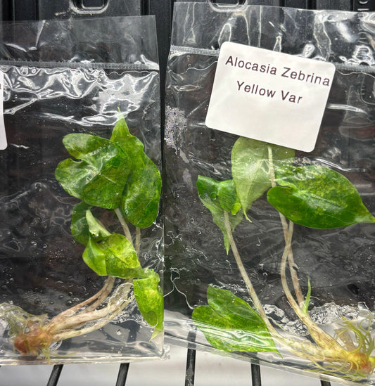 Alocasia Zebrina aurea variegated - ships in 3-4 weeks growers choice rare tissue culture