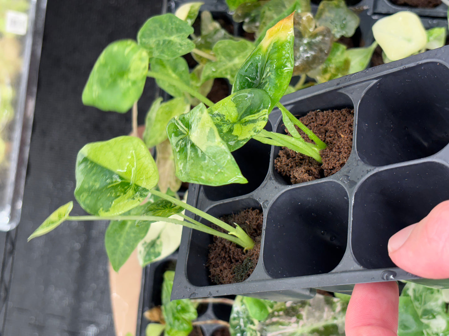 Alocasia Sinuata aurea variegated *starter plug growers choice