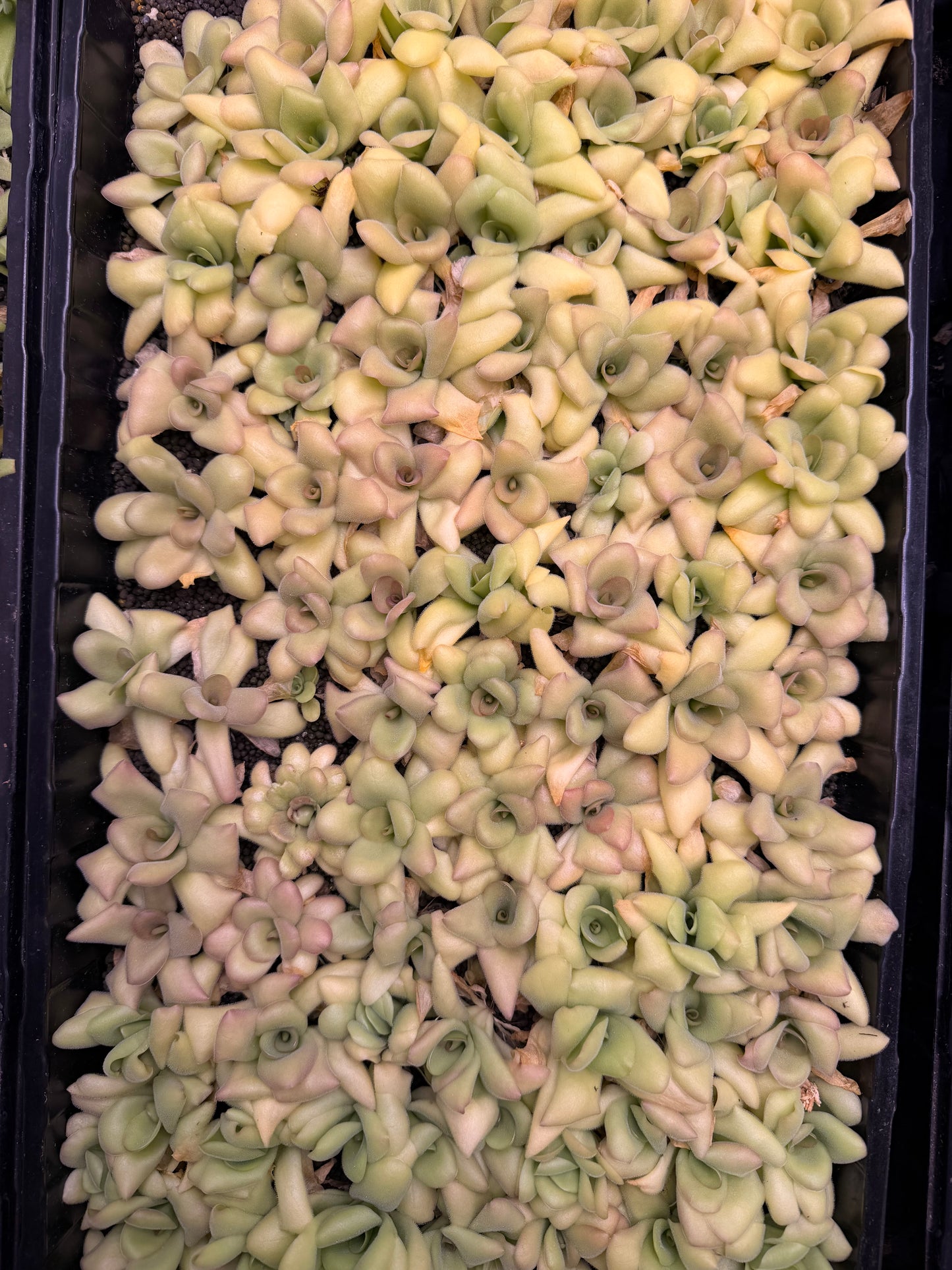 Pinguicula sp. Guatemala