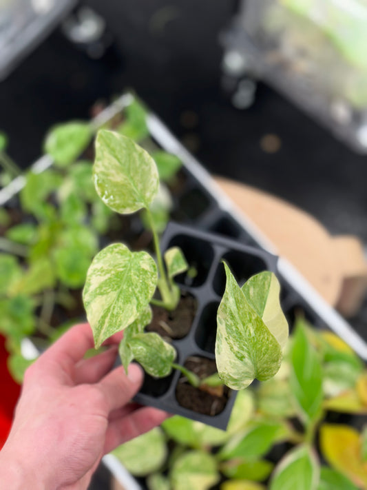 Monstera green snow variegated *growers choice starter plug