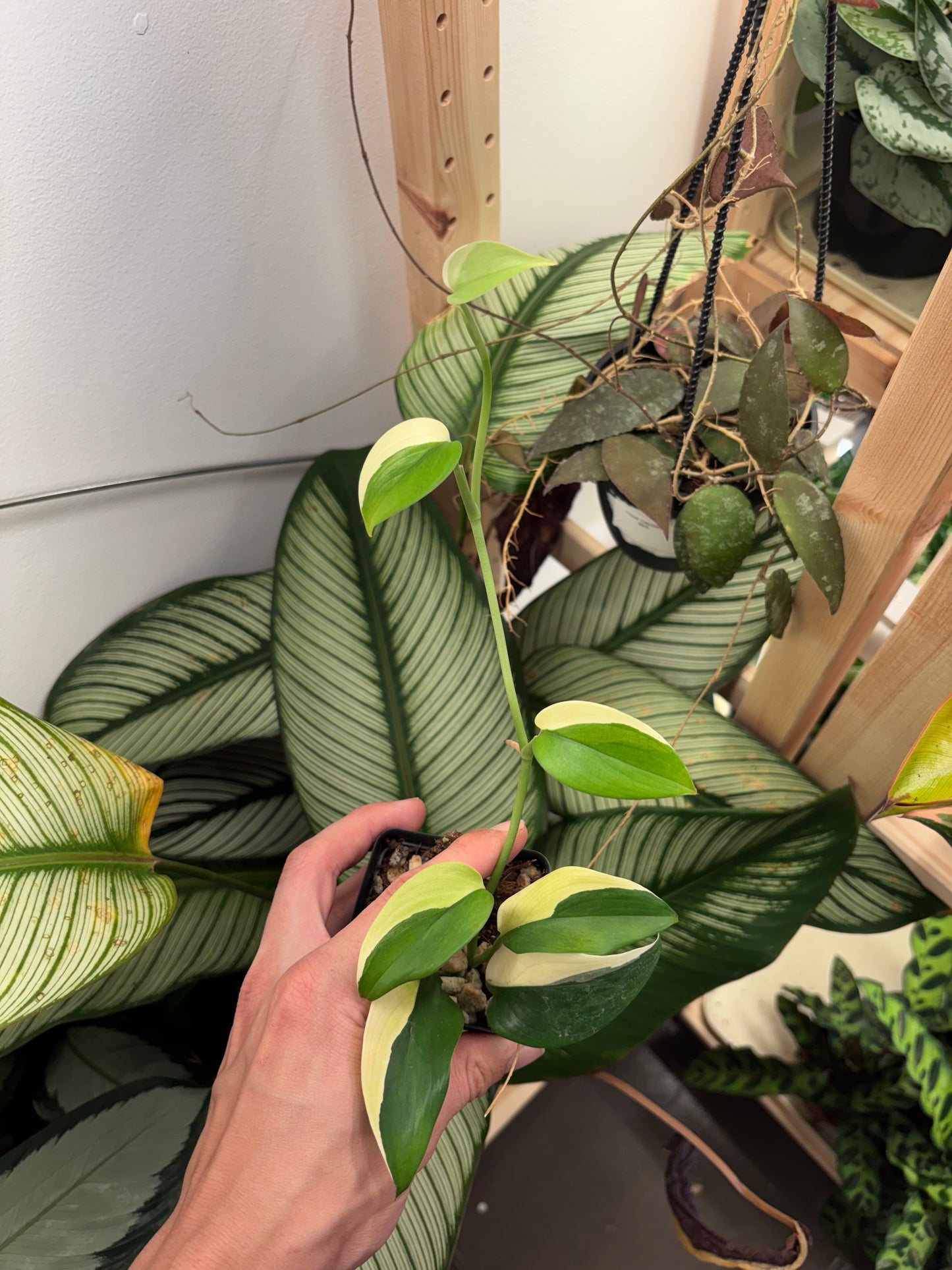 Scindapsus Blue Albo Variegated 3” pot growers choice