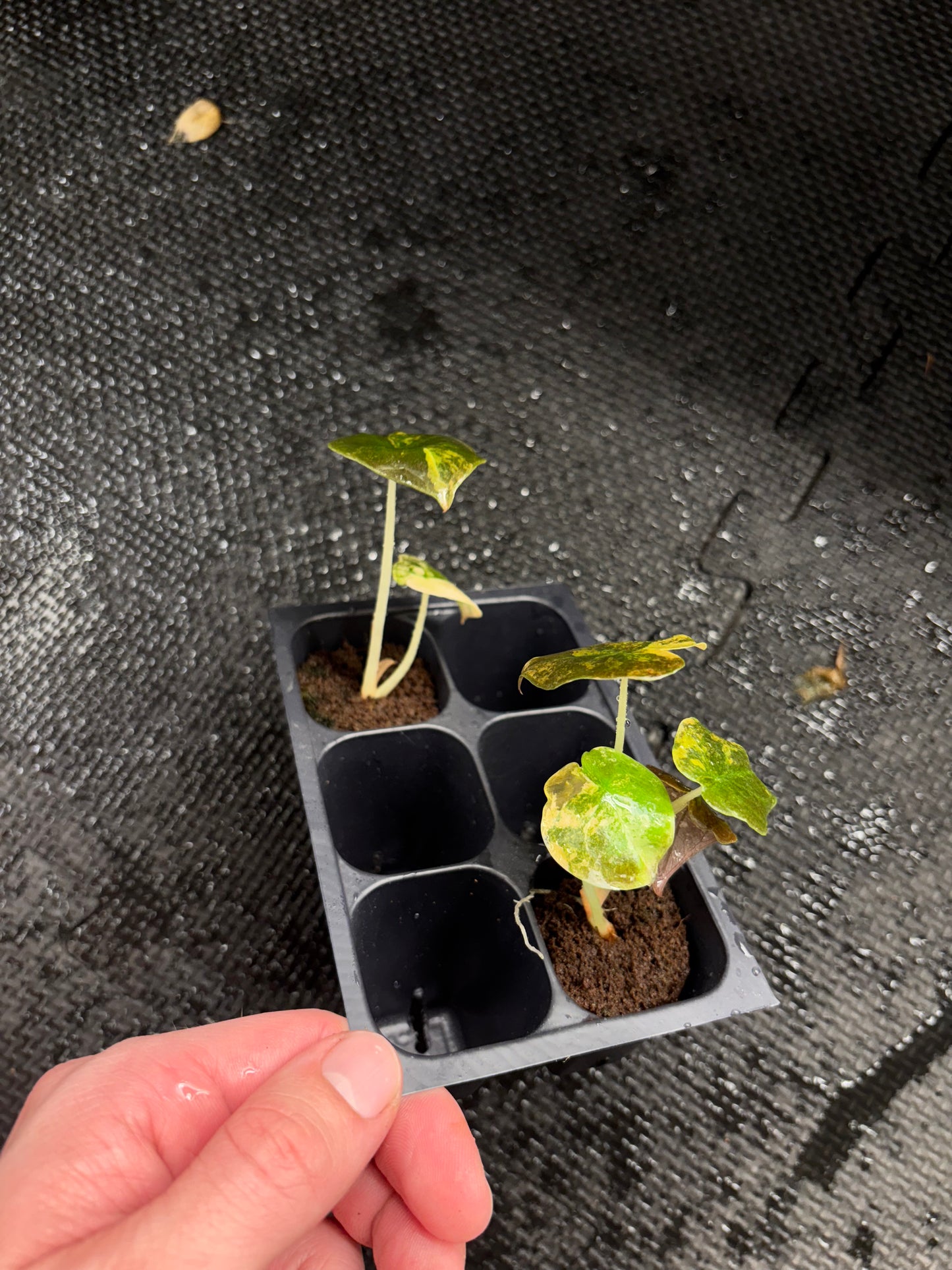 Alocasia cuprea aurea *growers choice starter plug