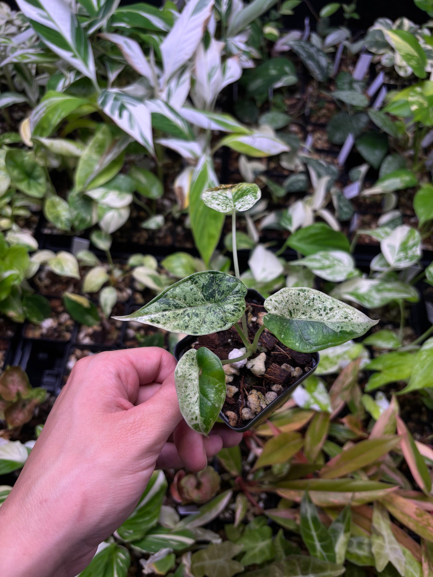 Alocasia dragon scale mint variegated 3” pot growers choice
