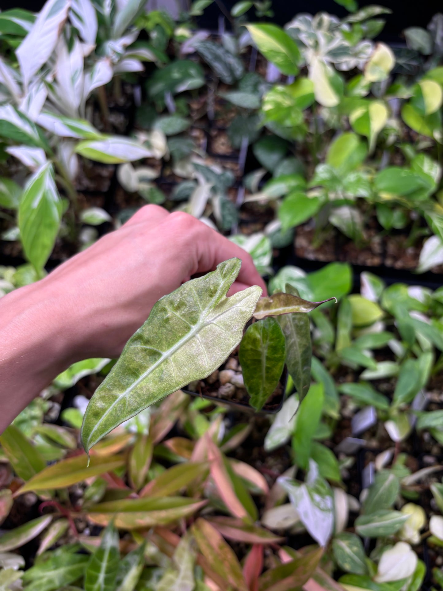 Alocasia Amazonica Polly aurea splash 3” pot growers choice