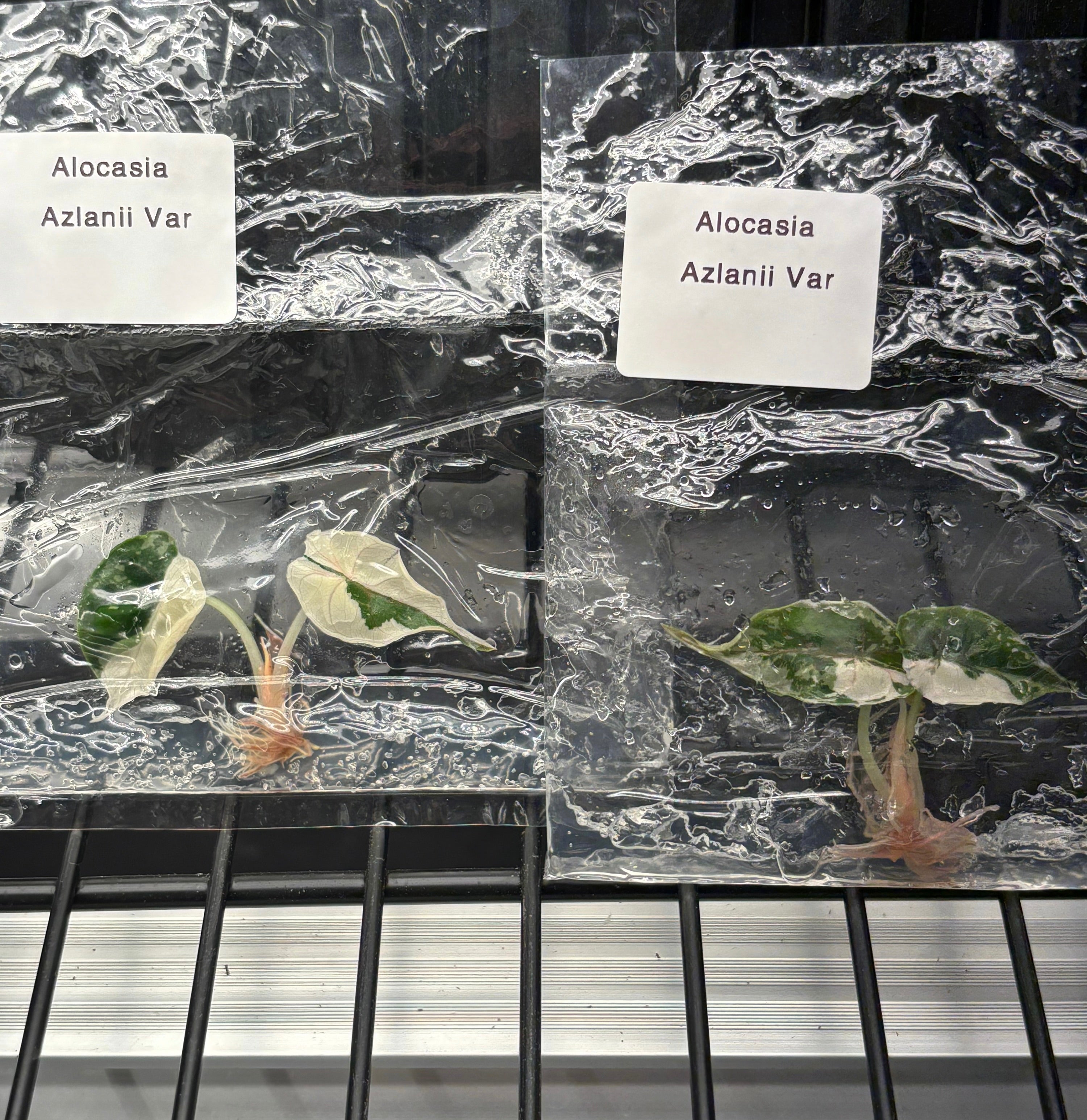 Alocasia Azlanii pink variegated - ships in 3-4 weeks growers