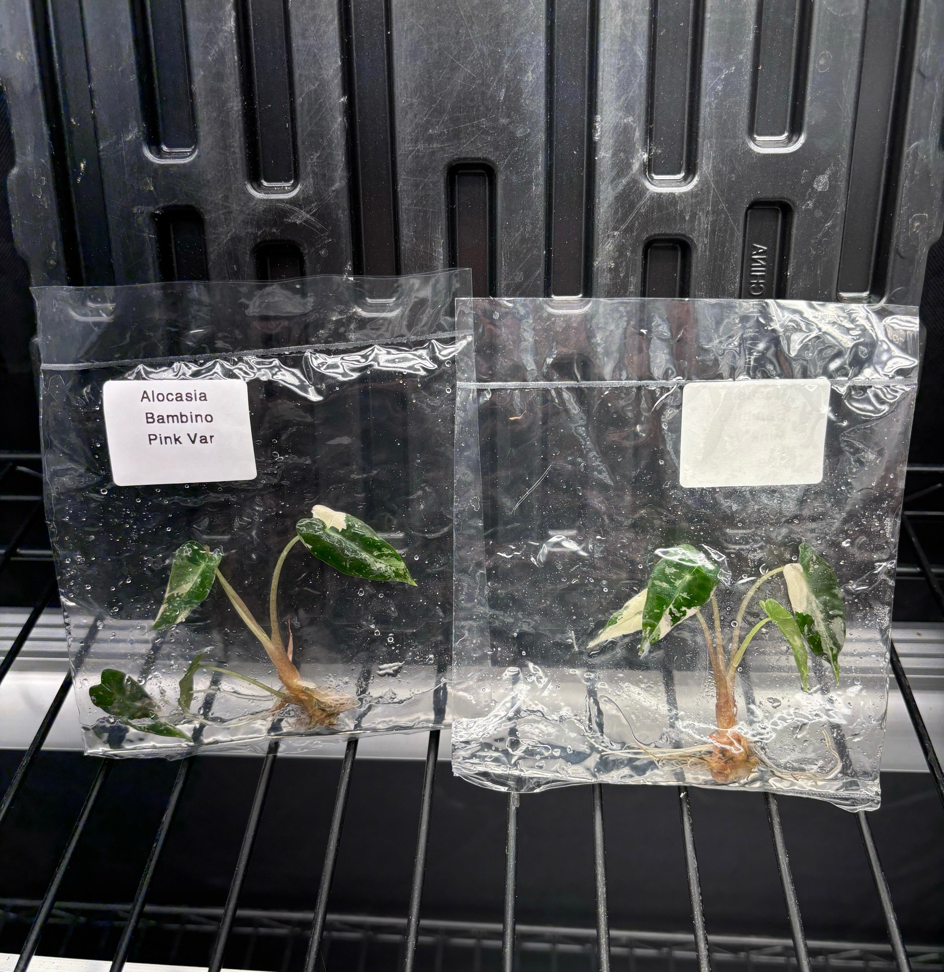 パラガス！ 687D8C55-09AB-47AA-8567-