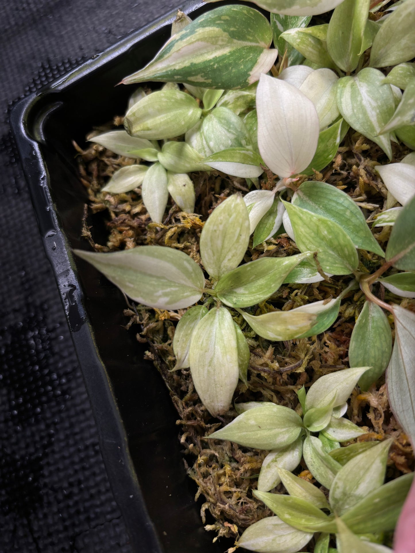 Philodendron gloriosum variegated type 2 *starter 1 plant growers choice