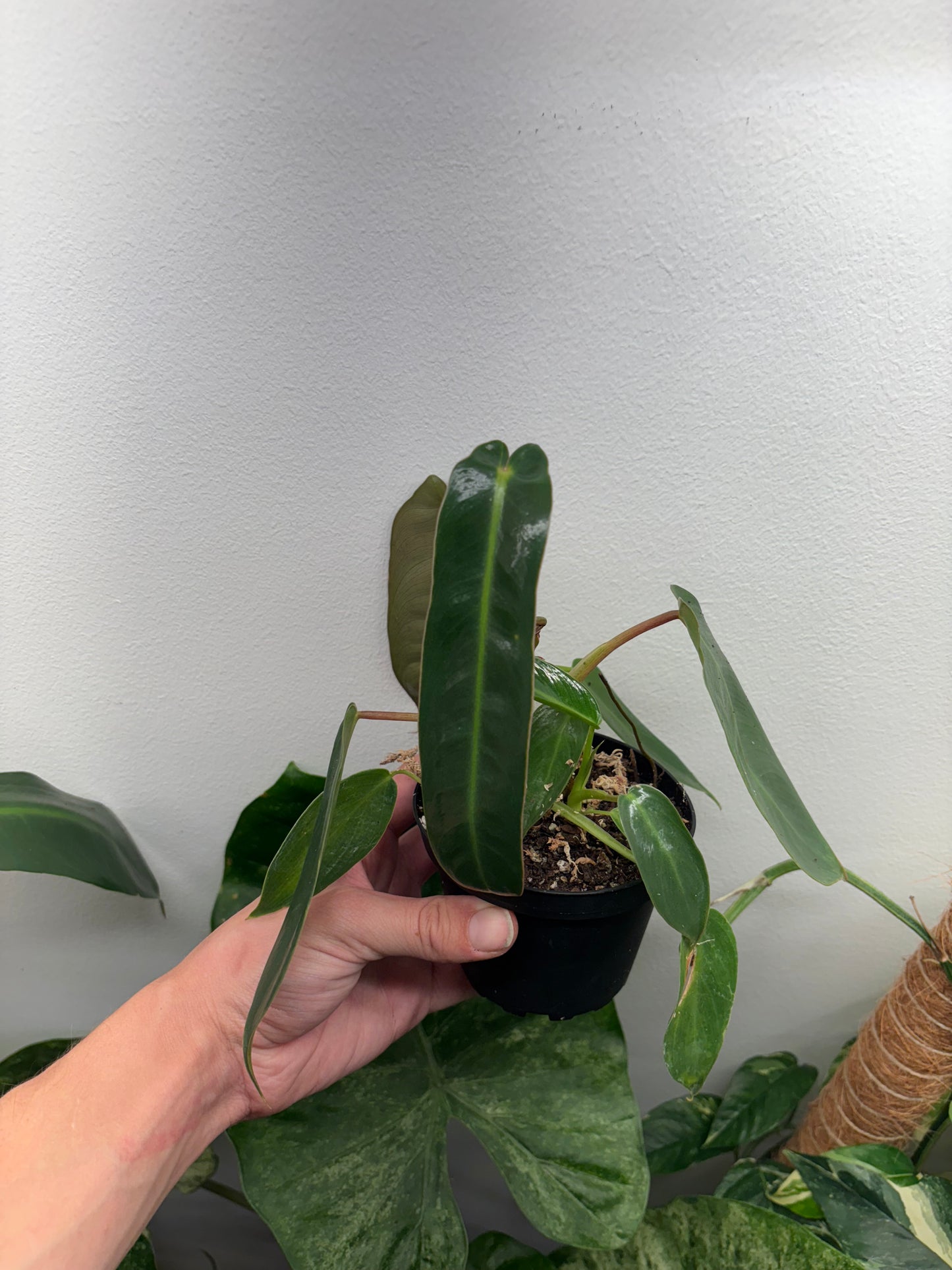 Philodendron Spiritus Sancti 4”pot growers choice