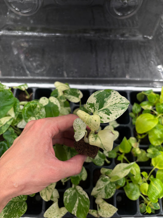 Monstera white monster variegated starter plug growers choice