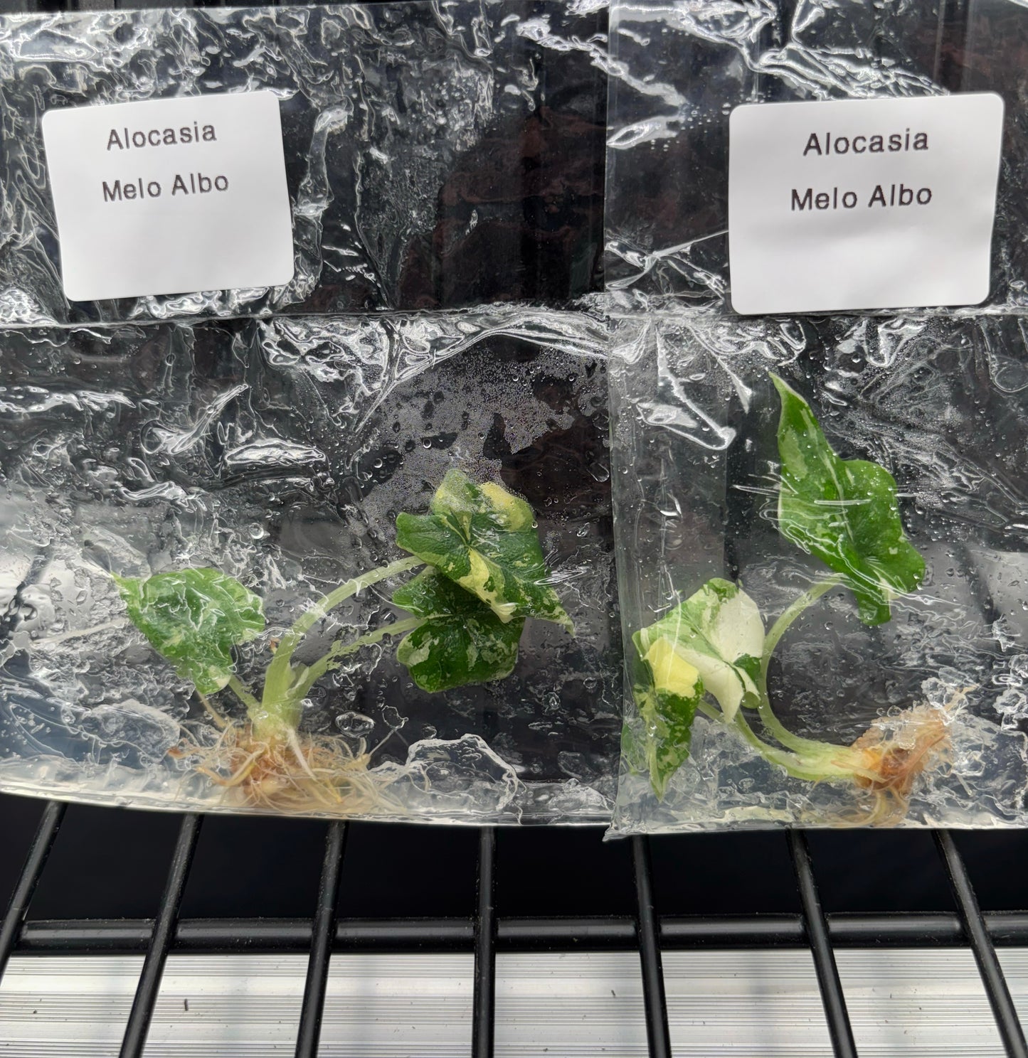 Alocasia melo albo - ships in 3-4 weeks growers choice rare tissue culture