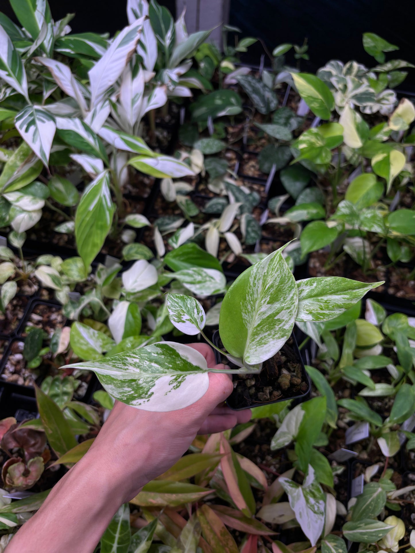 Monstera albo variegated 3” pot growers choice