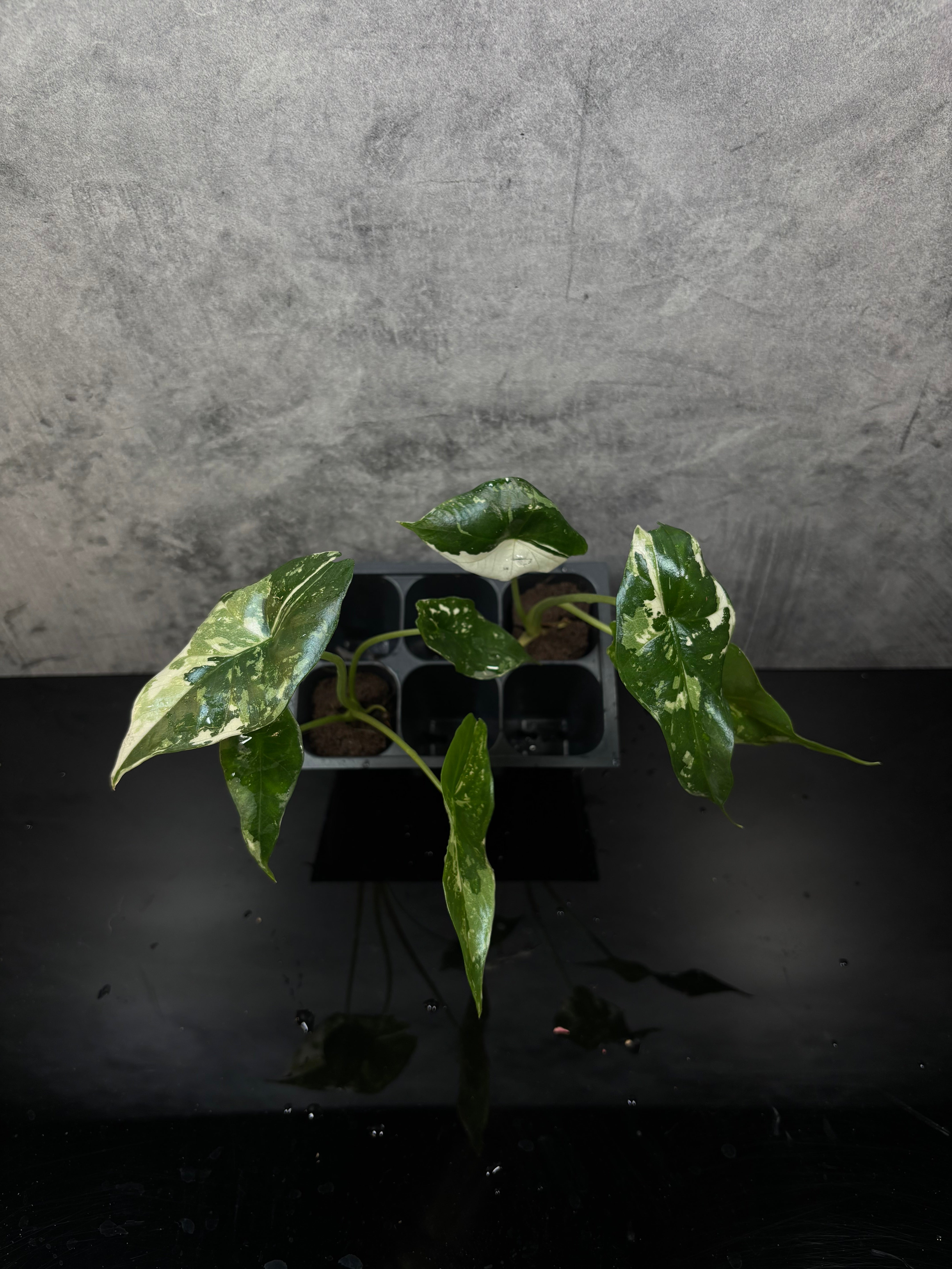 Alocasia Simpo albo variegated plug – Green Room Exotics