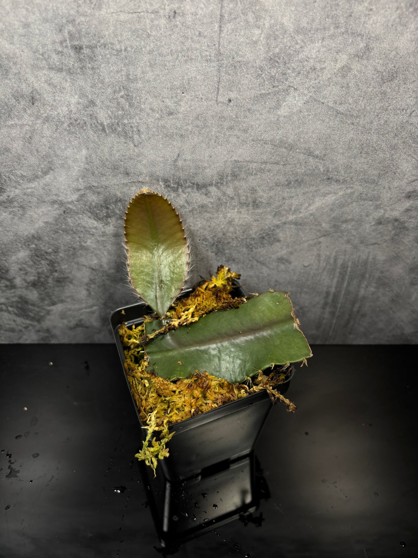 Strophocactus wittii *very rare tropical cactus exact plant