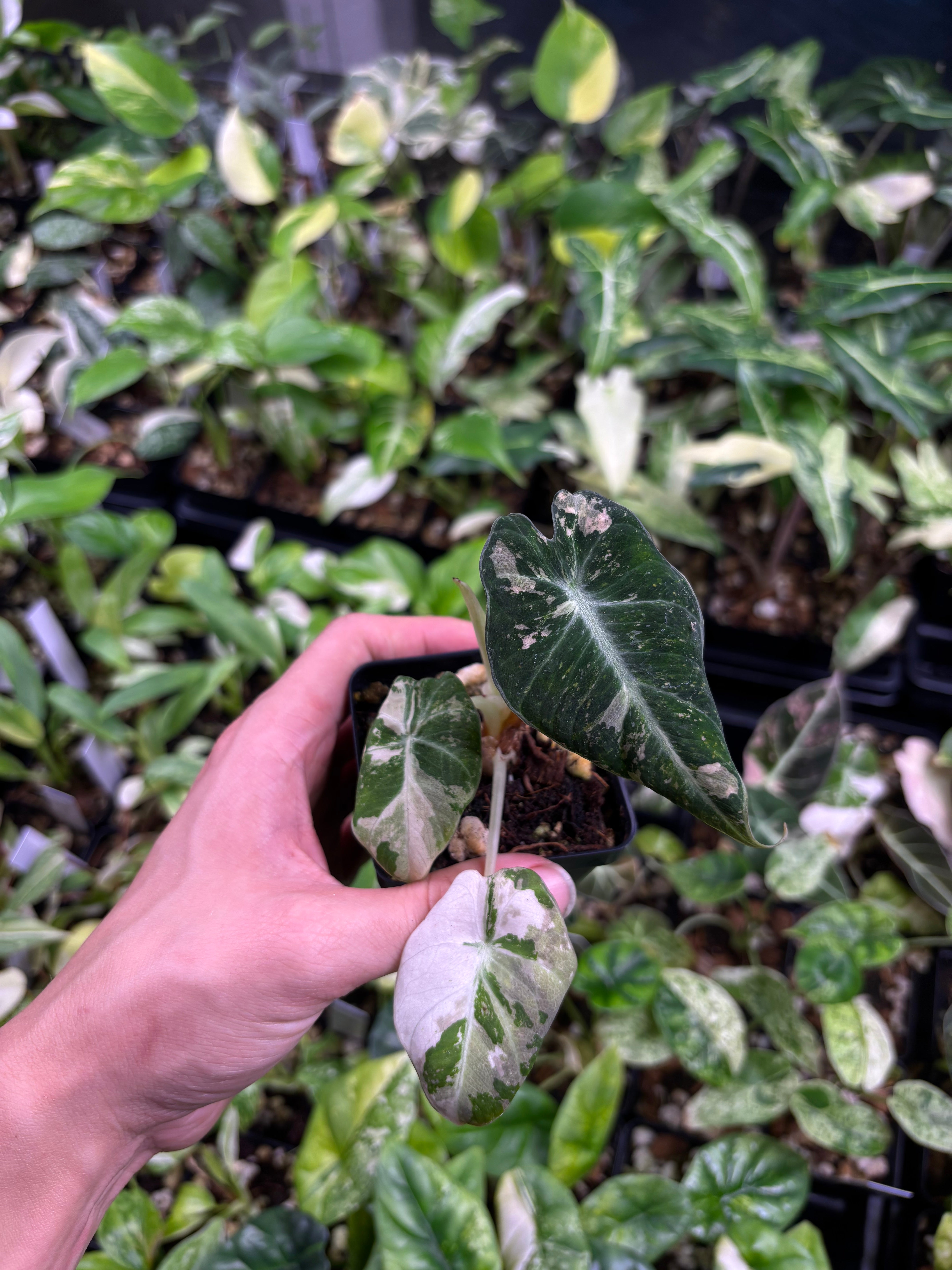Alocasia Black Velvet pink variegated 3” pot growers choice