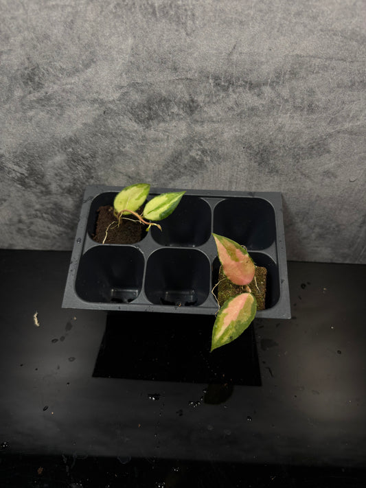 Hoya Caudata variegated *starter plug growers choice