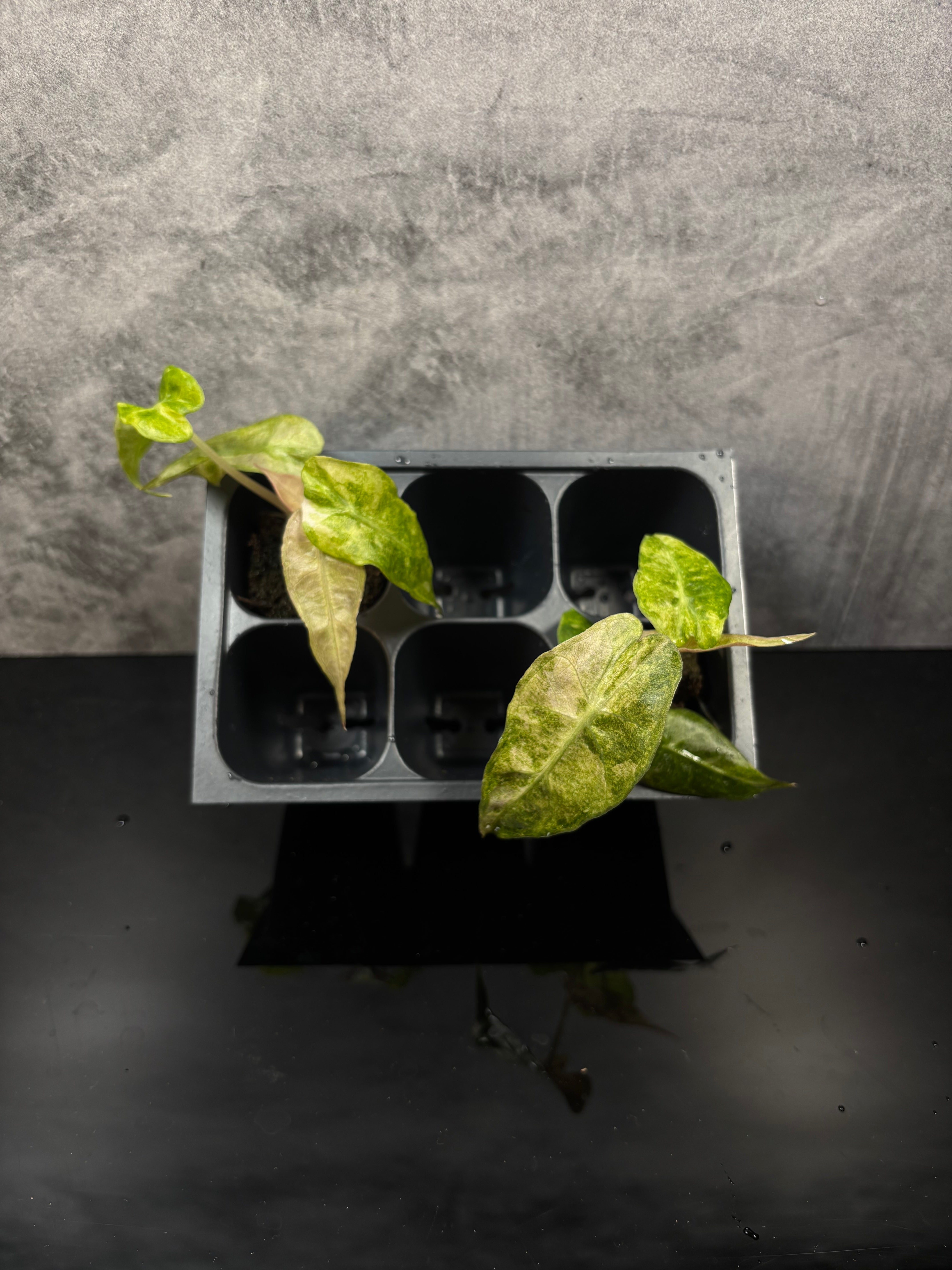 Alocasia Amazonia Polly aurea variegated plug – Green Room Exotics