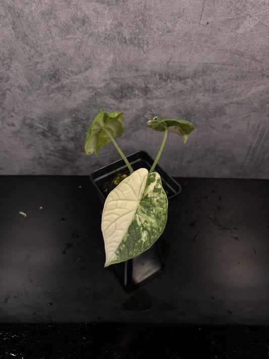 Alocasia melo albo *3” pot exact plant