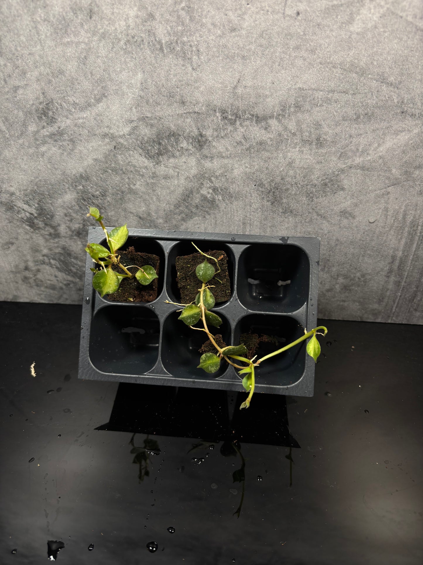 Hoya curtisii variegated *starter plugs growers choice