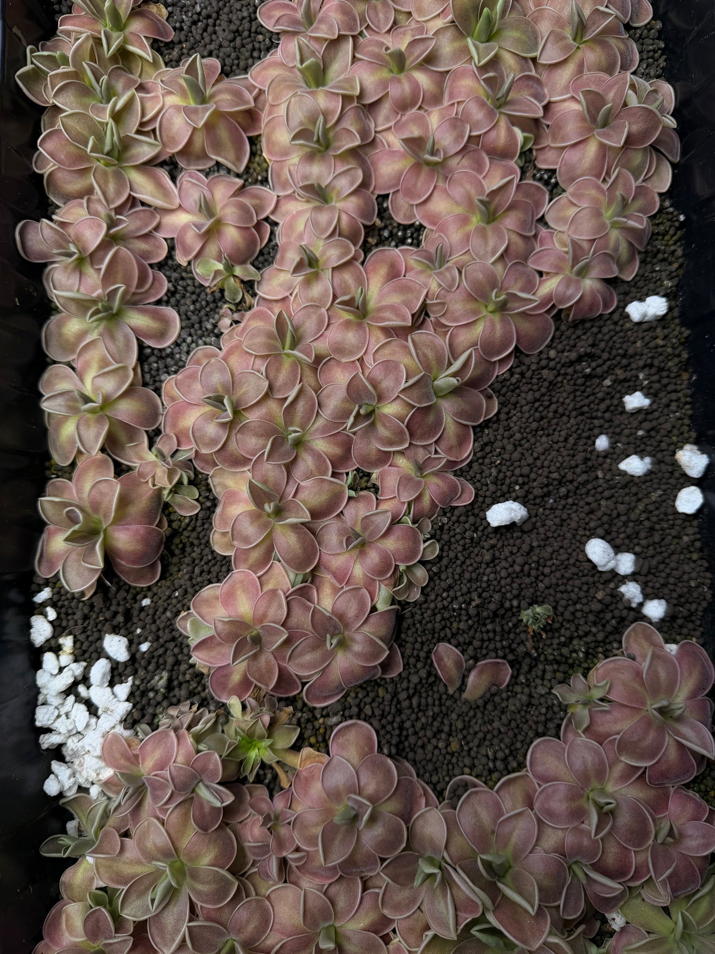 Pingicula “Ube” open cross hybrid