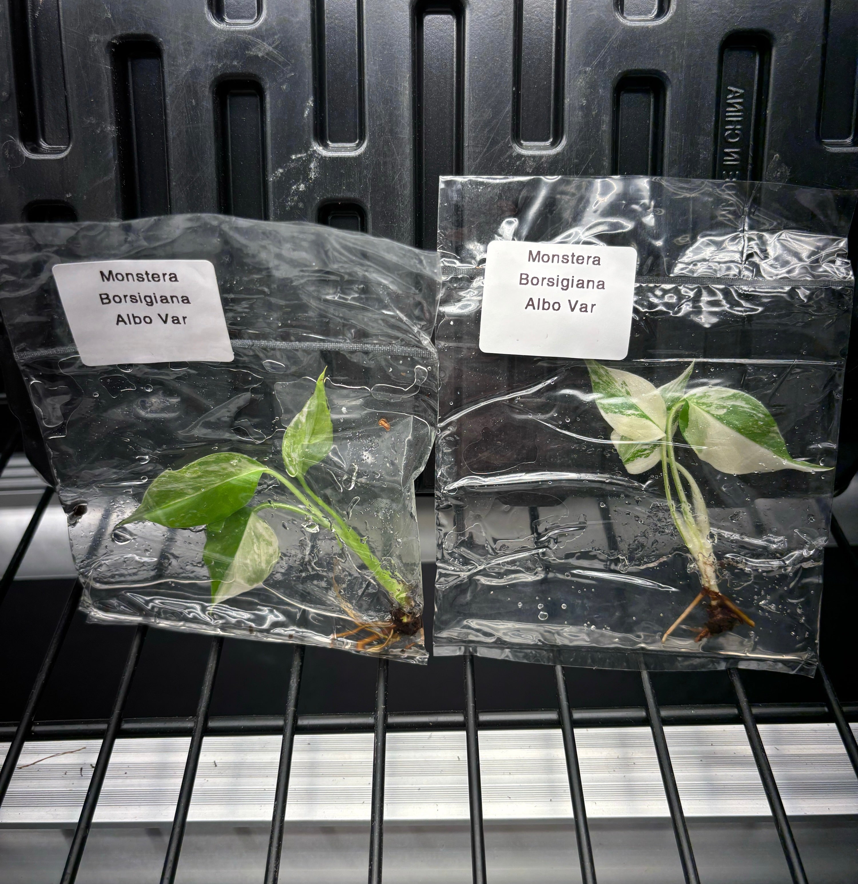monstera tissue culture Monstera albo borsigiana variegated