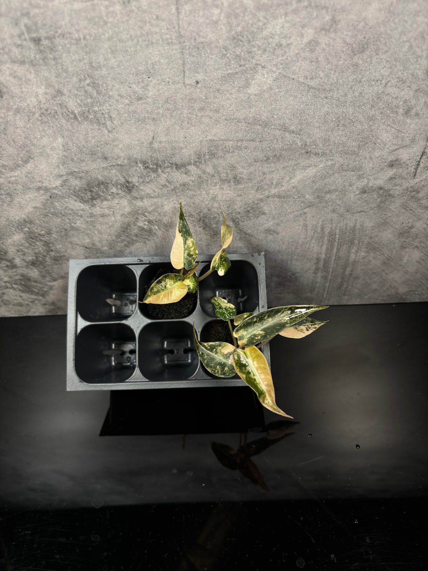 Alocasia Bambino aurea variegated *starter plug growers choice