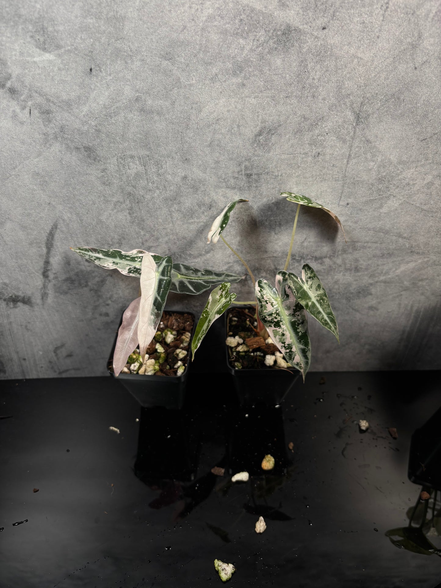 Alocasia bambino pink variegated 3” pot growers choice