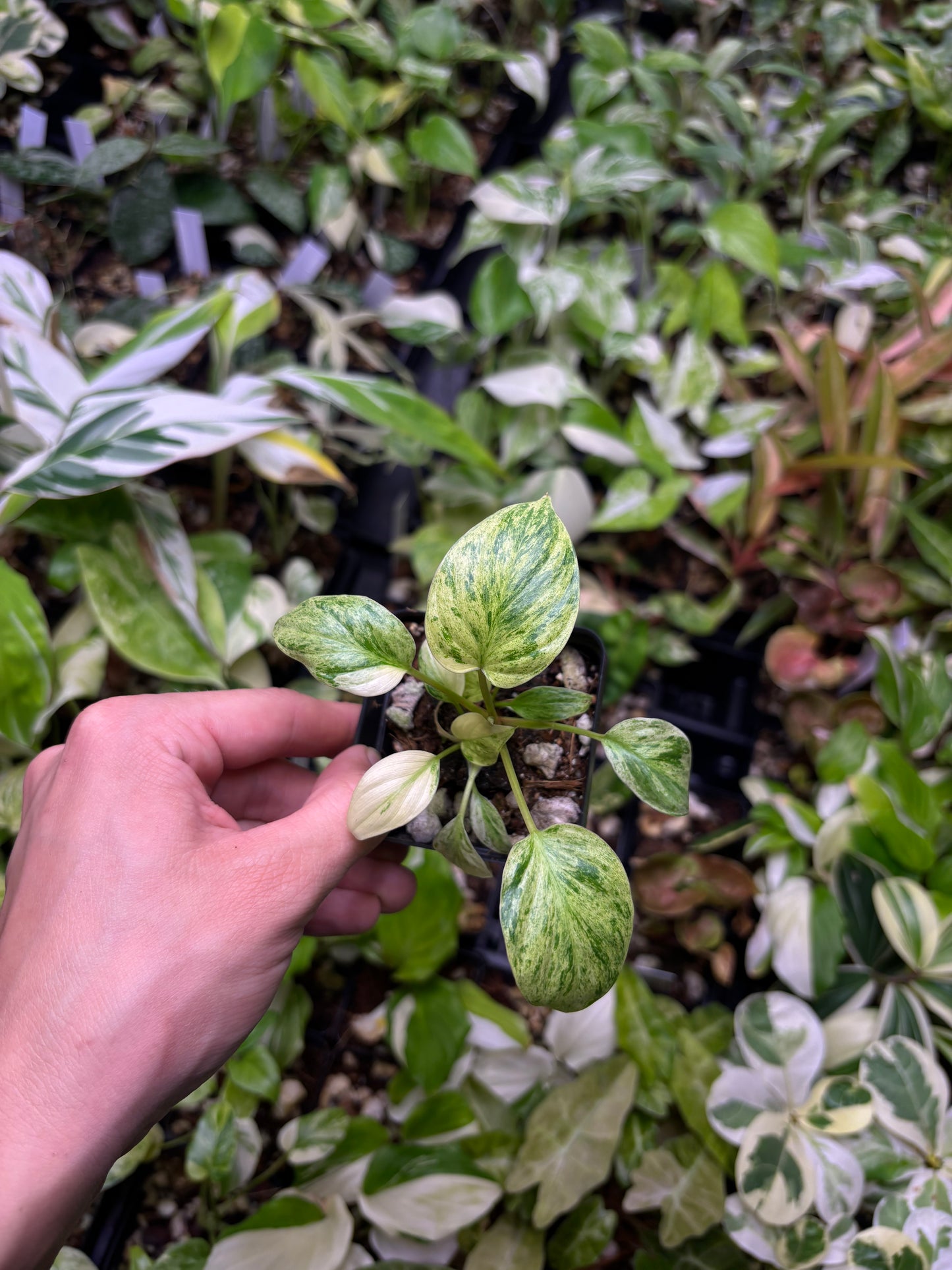 Homalomena Sp. Variegated