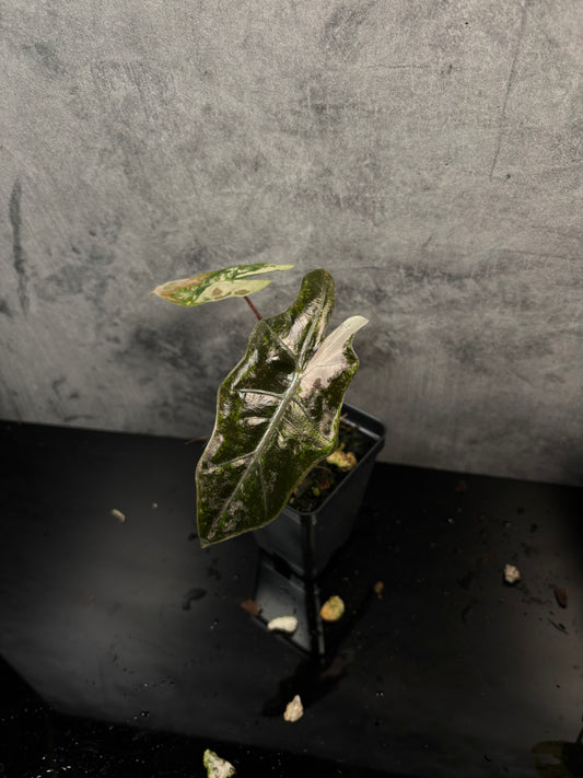 Alocasia pseudo sanderiana pink 3” pot exact plant