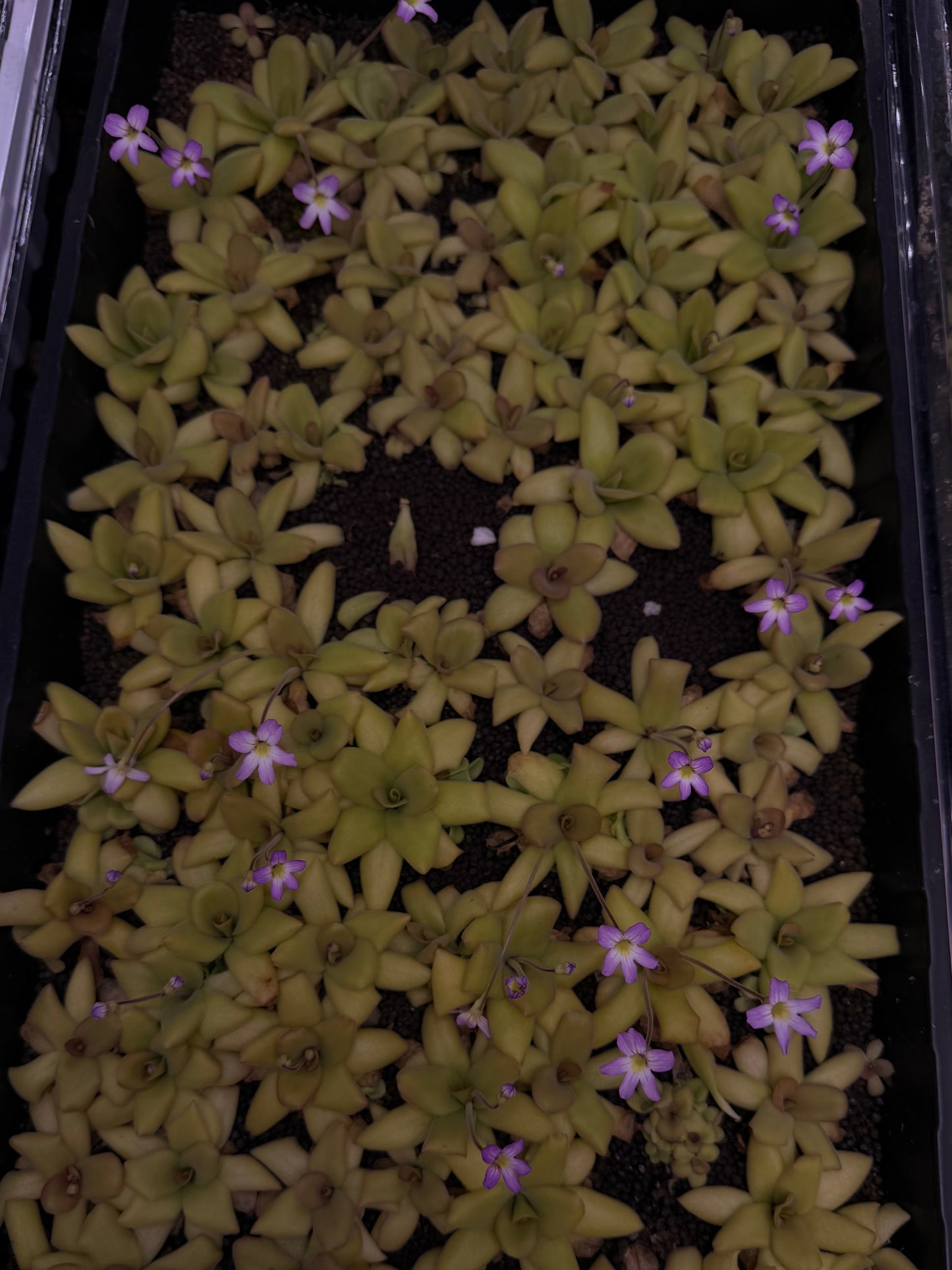 Pinguicula aganata x potosiensis