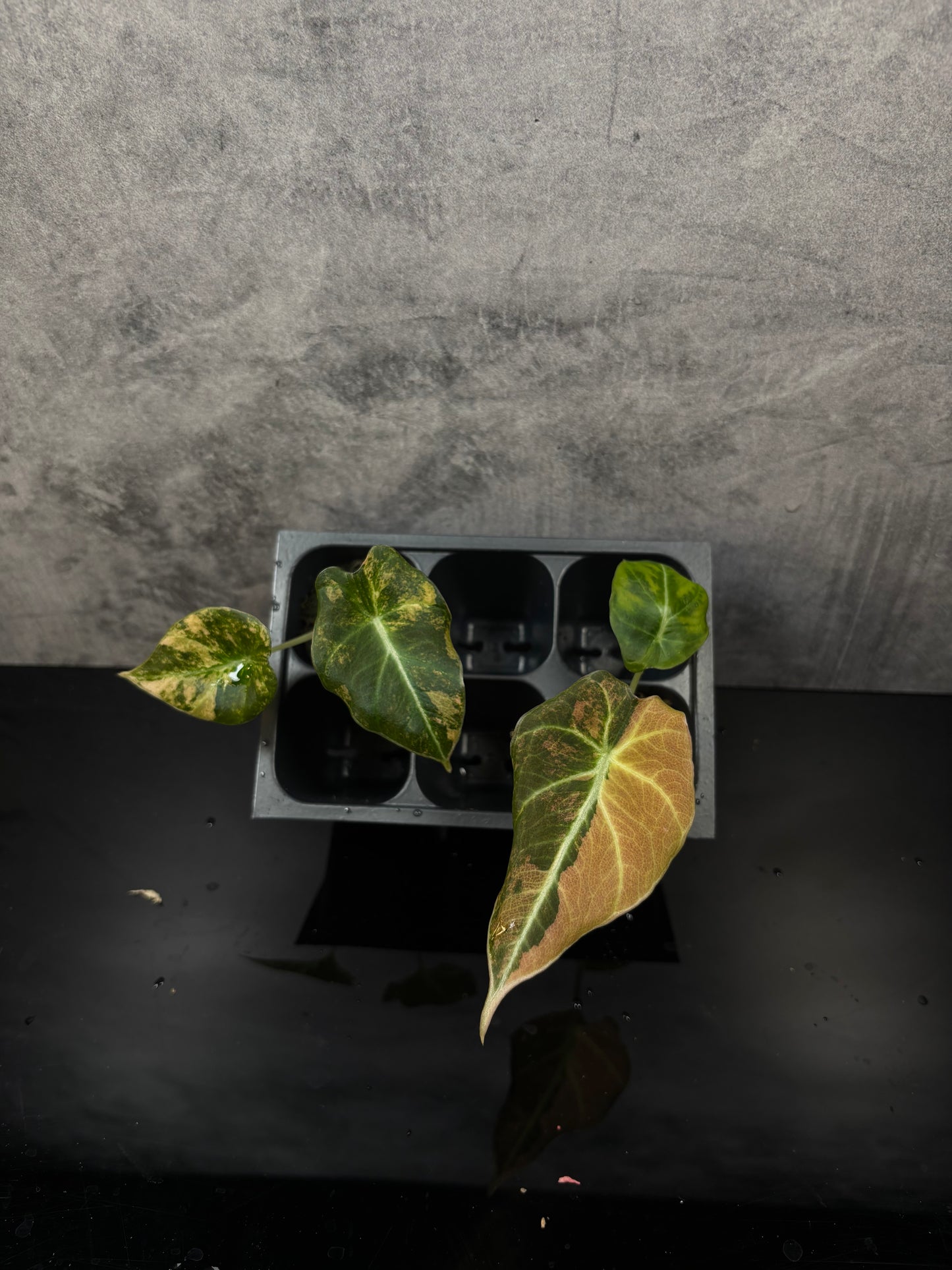 Alocasia black velvet gold variegated* growers choice starter plug