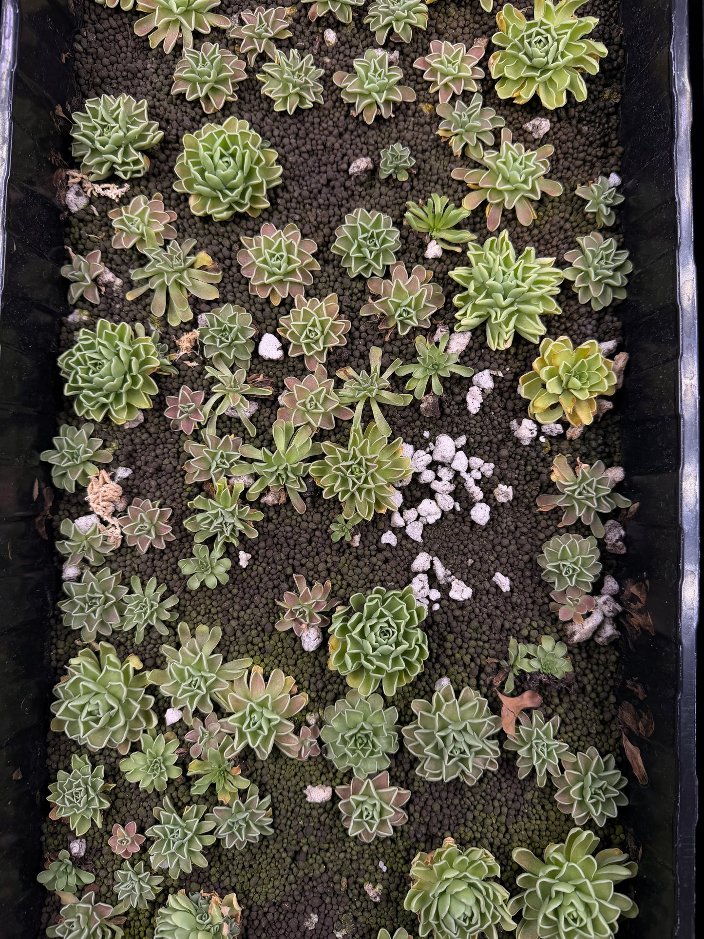 Pinguicula Esseriana