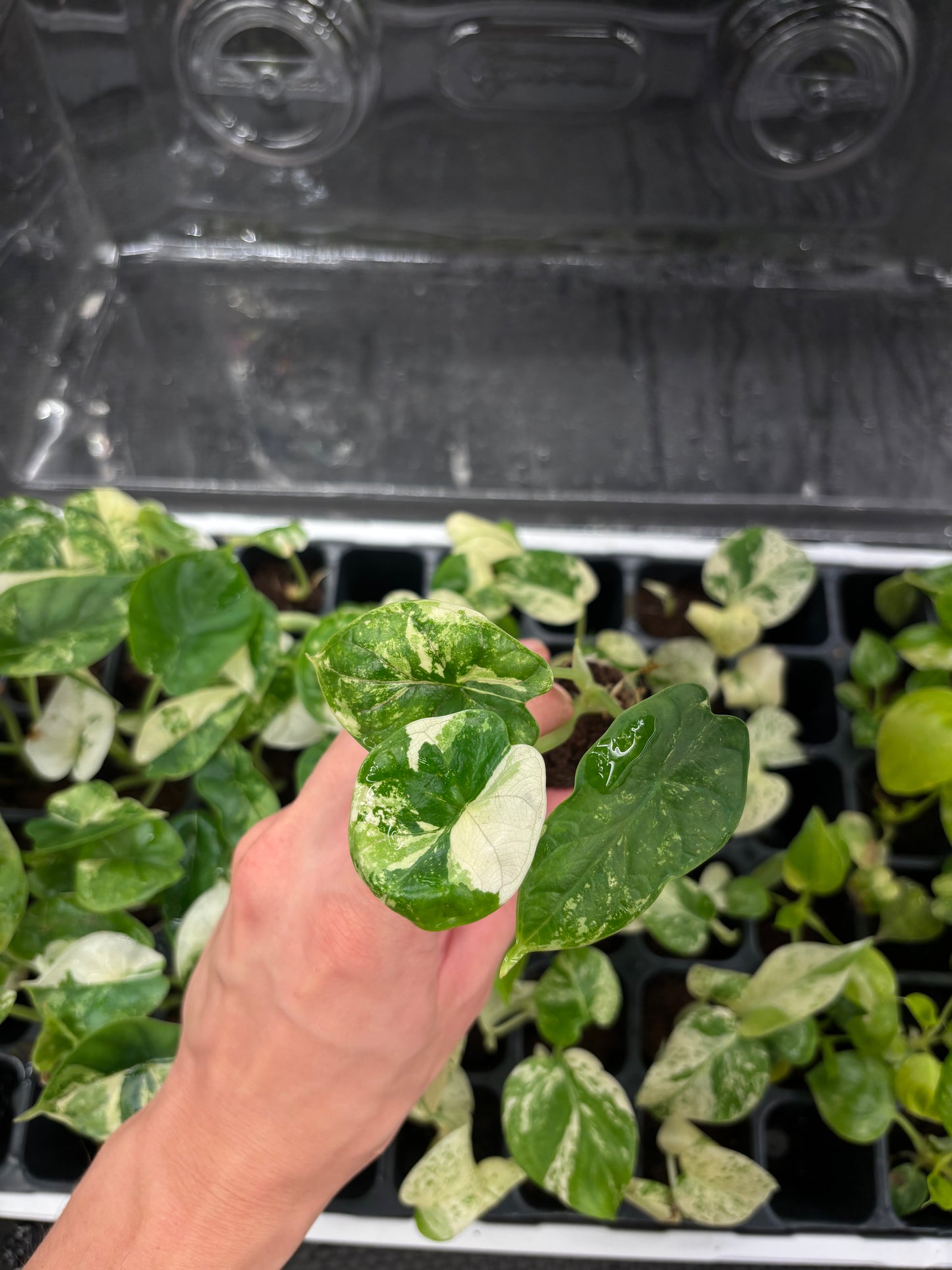 Alocasia dragon scale albo variegated growers choice starter plug