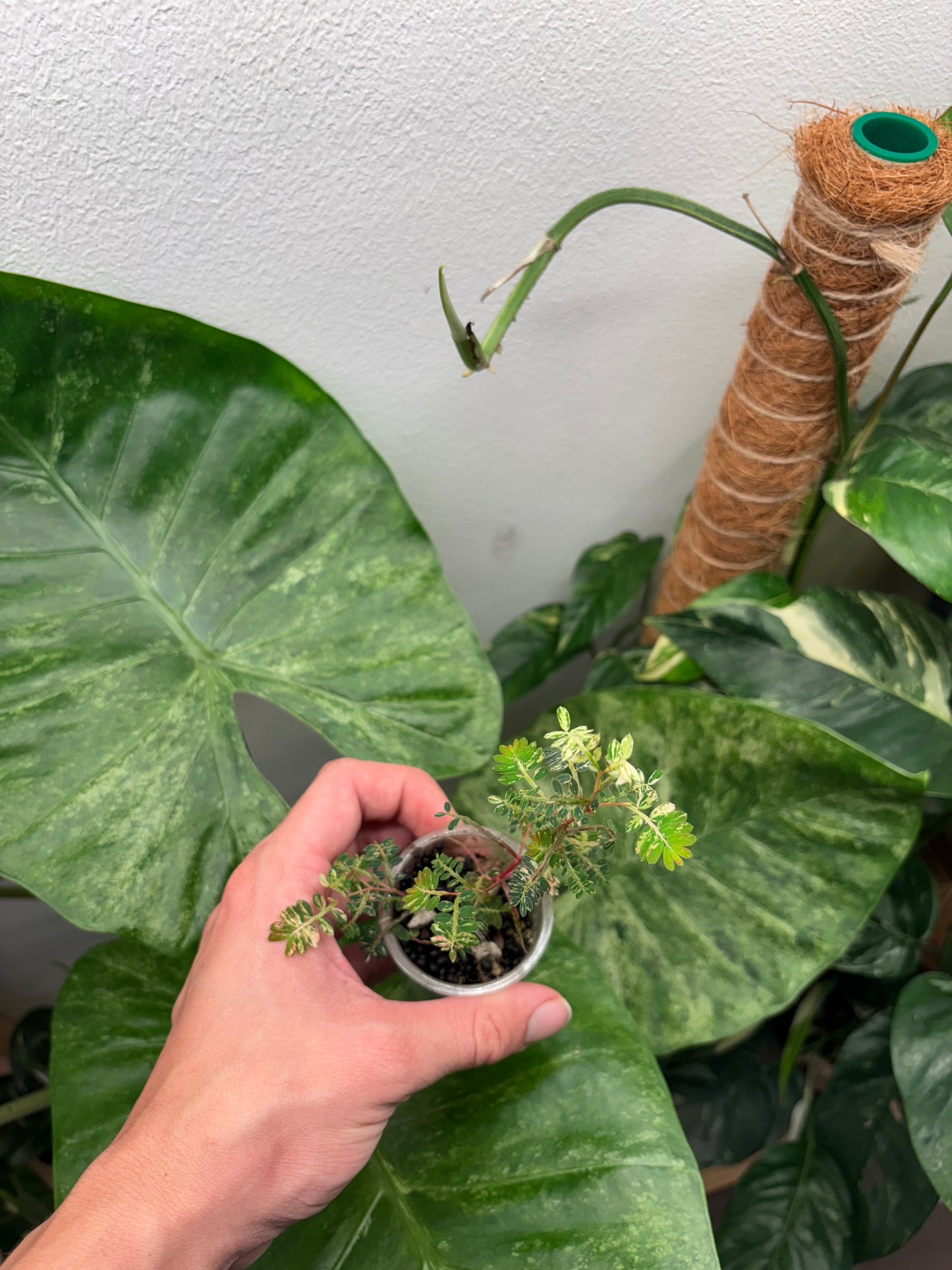 Phyllanthus Urinaria variegated 1” pot