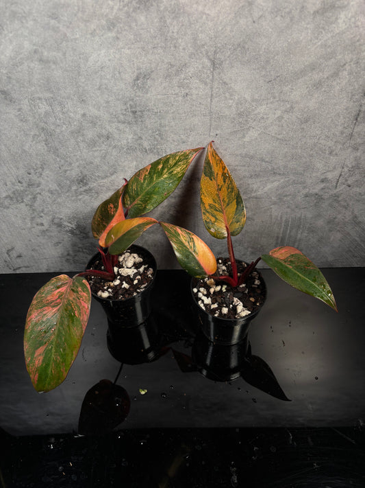 Philodendron fire princess variegated *3” pot growers choice