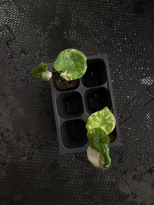 Alocasia melo albo variegated *growers choice starter plug