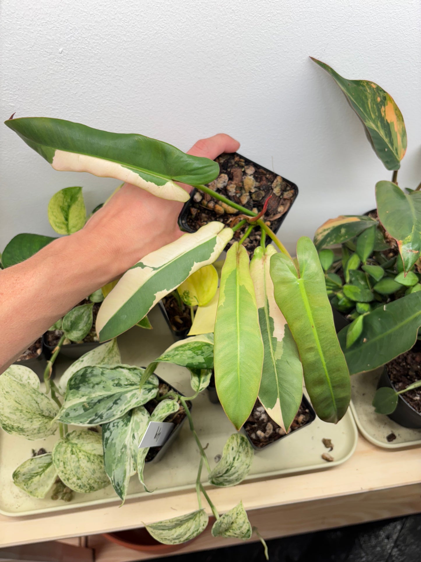 Philodendron Atabopoense Albo Variegated 4” pot EXACT PLANT