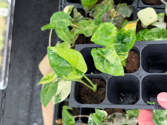 Alocasia Sinuata aurea variegated *starter plug growers choice